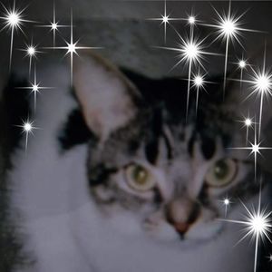 Meet your Posher, Joyce